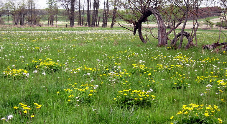 Blommande fuktäng.