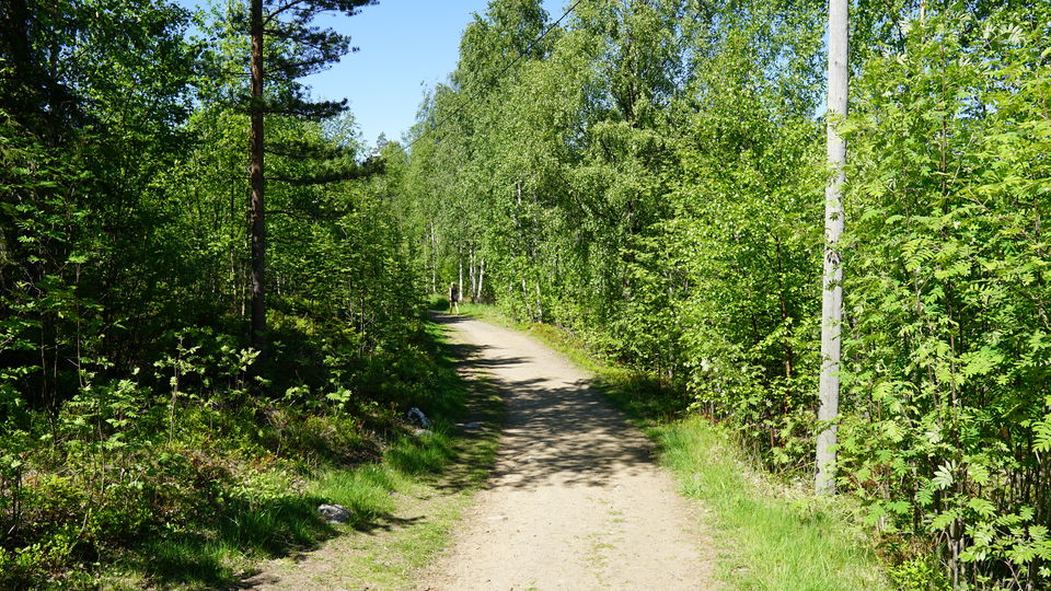 Grusad stig genom hällmarkstallskog
