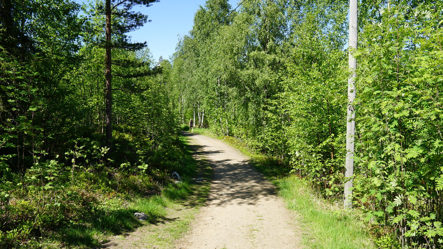 Grusad stig genom hällmarkstallskog