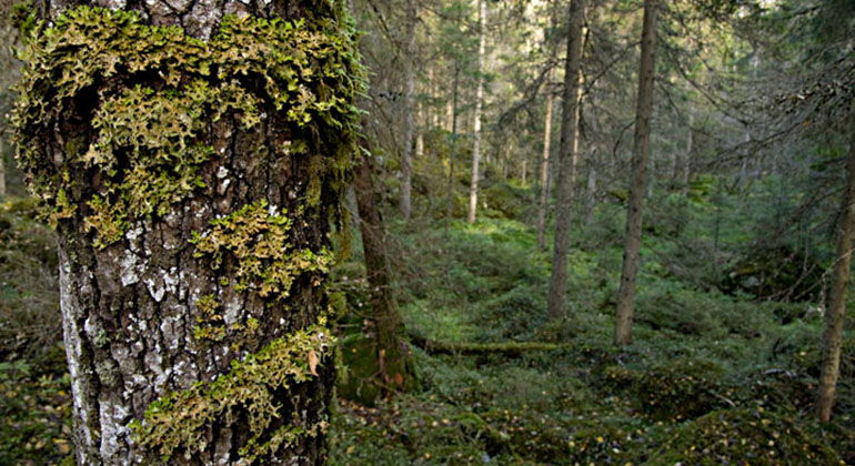 Lunglav i naturreservatet Storsjögångan.