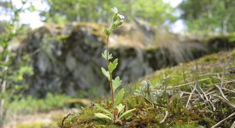 Hällebräcka, Tåsta.