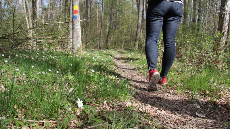 Vandringsled, Djurgårdsskogen