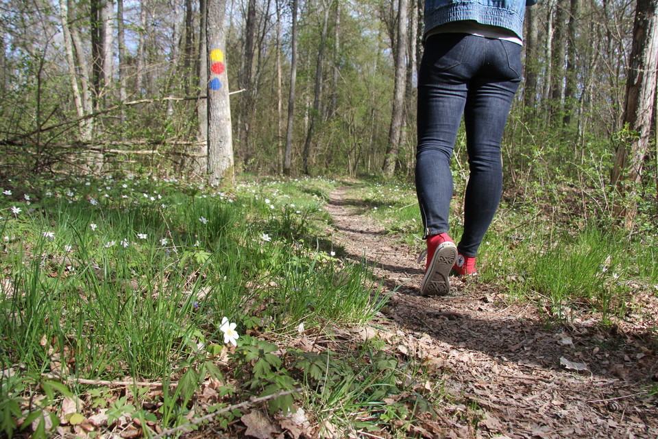 Stig kantad med vitsippor, en person går bortåt på stigen. Gul, blå och röd ledmarkering på träd.