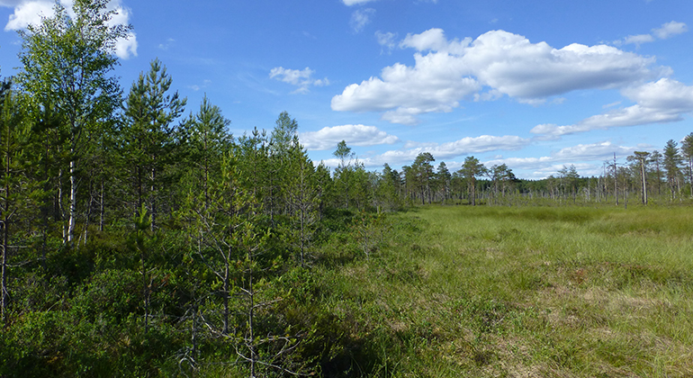 Brattfors brandfält, Naturreservat