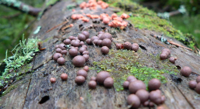 Liljeslåttsbäcken, Naturreservat