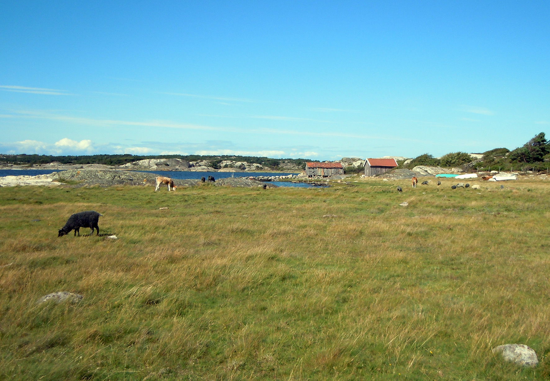 Gul vandringsled, Sydkoster