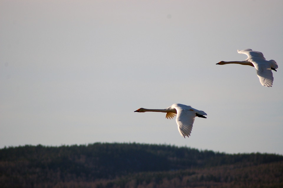 Sträckande sångsvan. Foto Malin Björn