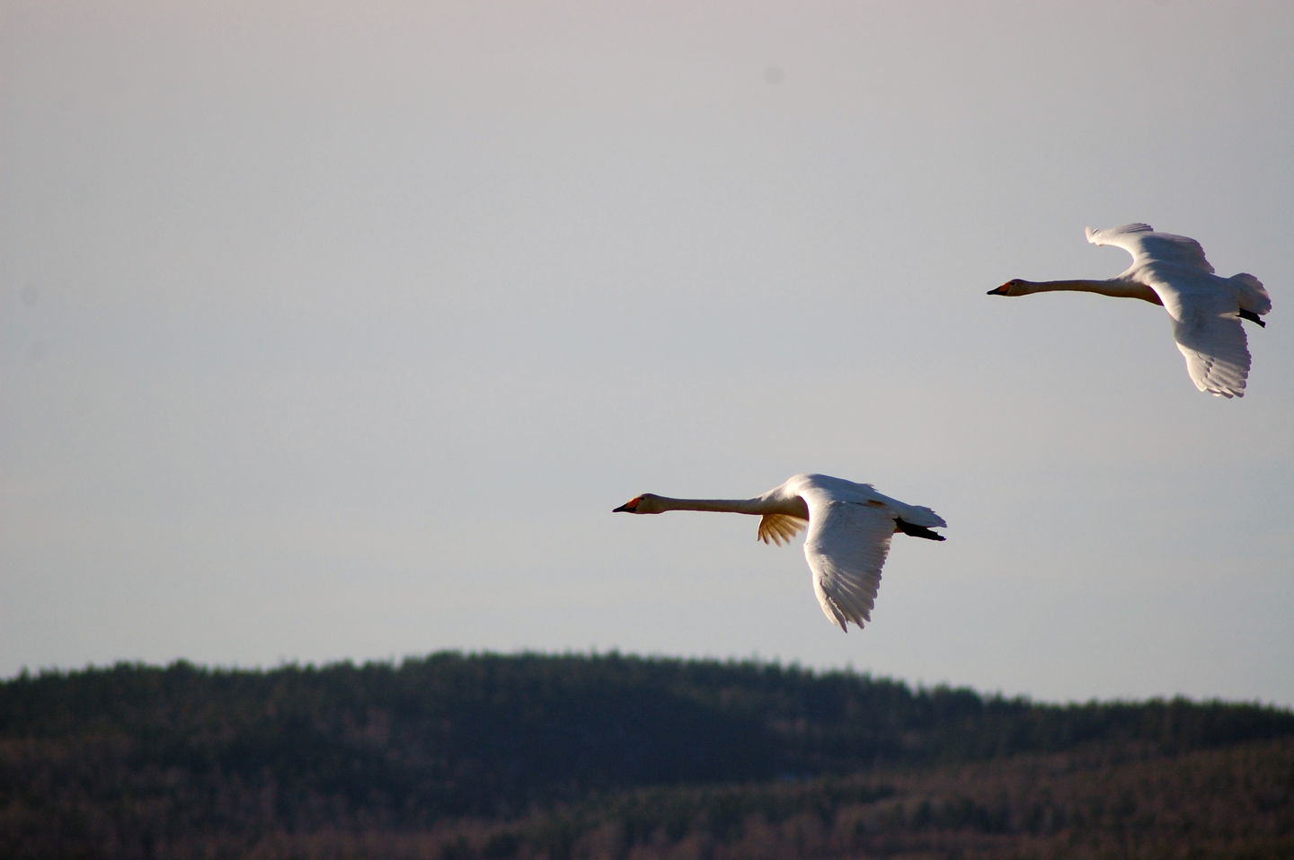 Sträckande sångsvan. Foto Malin Björn