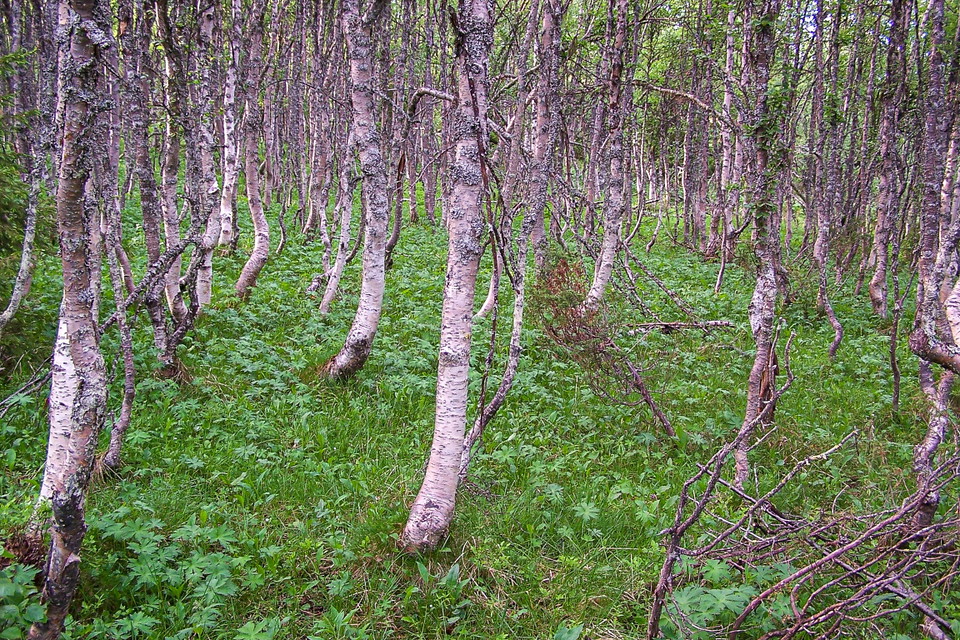 Fjällbjörkskog södra Ljungdalsberget.