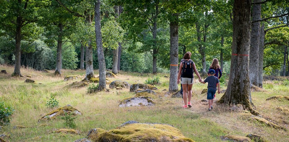 En kvinna som vandrar med två barn på en stig över en äng med lövträd