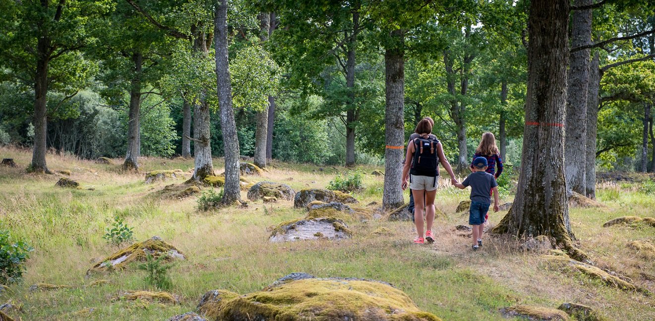 En kvinna som vandrar med två barn på en stig över en äng med lövträd