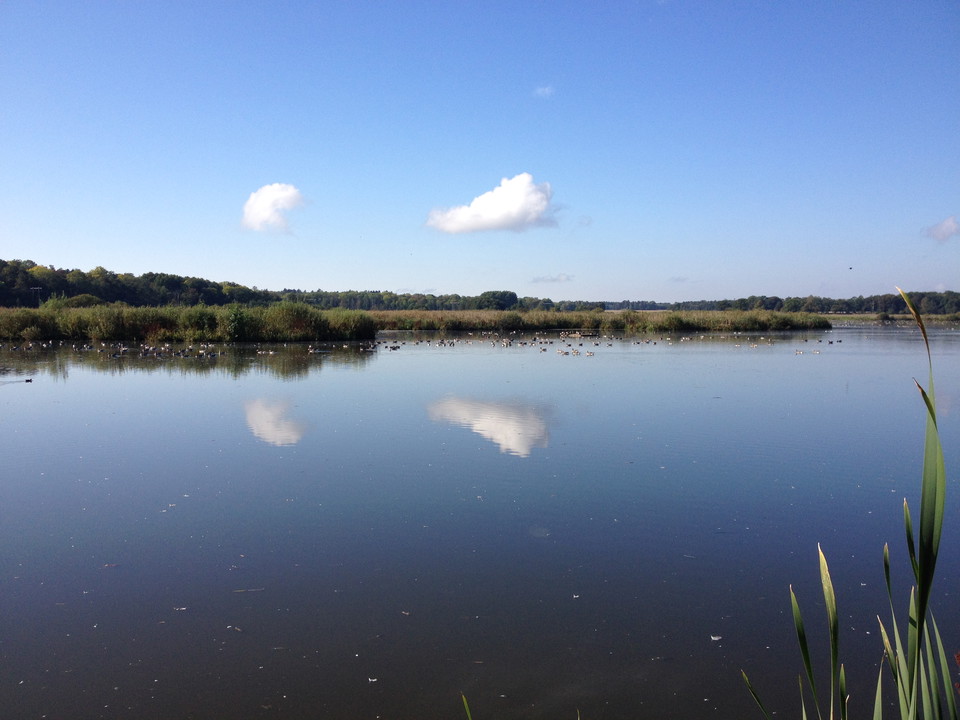 En spegelblank sjö med många fåglar och buskar längs strandlinjen.