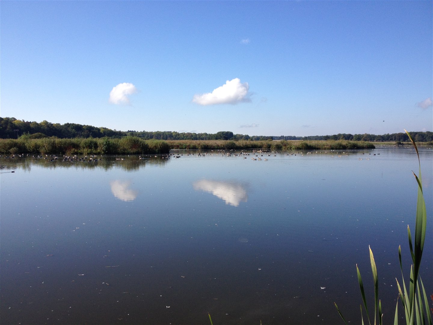 En spegelblank sjö med många fåglar och buskar längs strandlinjen.