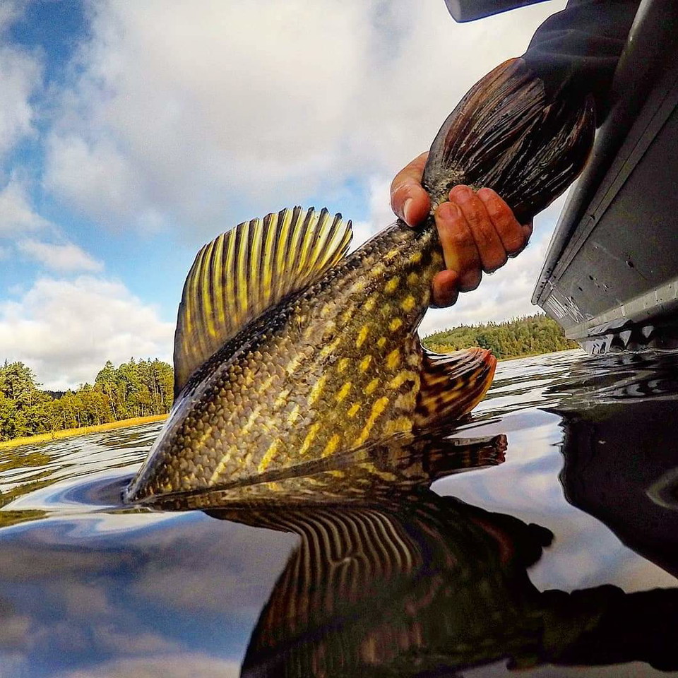 Catch & release och fiskhantering