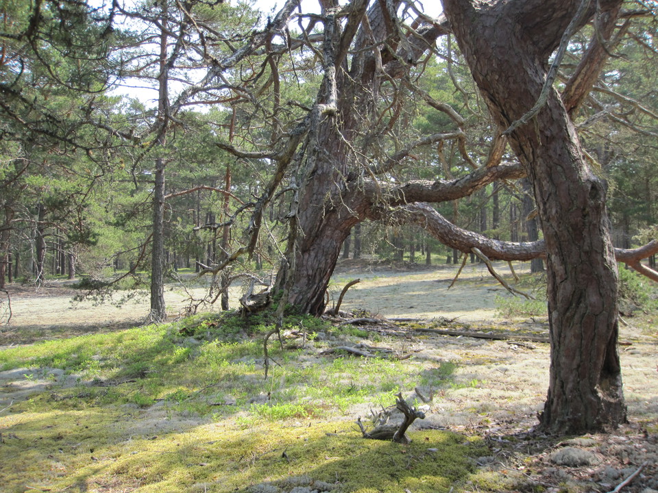 Gamla tallar i sand