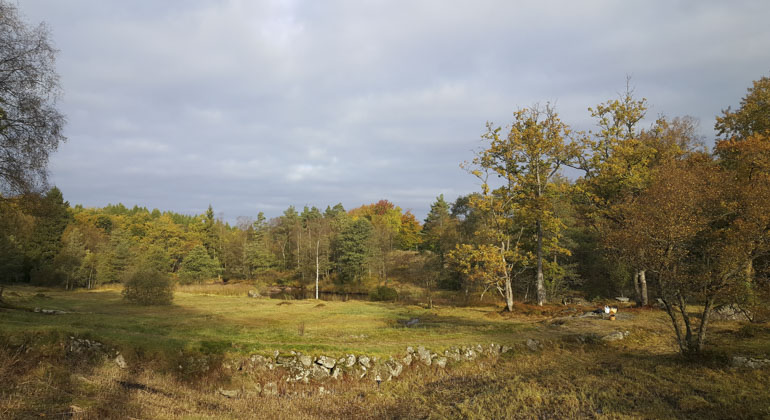 En äng omgiven av skog och inramad av stenmur i ett vackert höstljus. Träden har kvar sina löv men de är i dova höstfärger. 