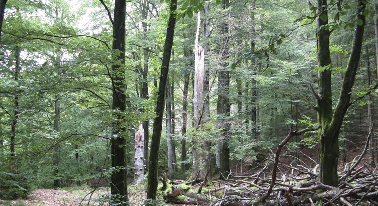 grönskande skog