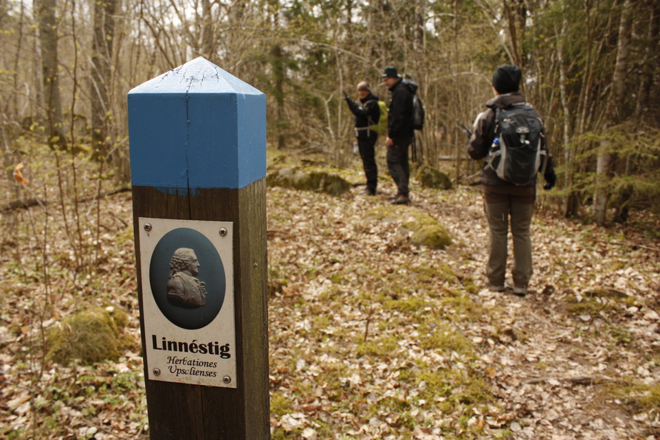 Tre personer står på en smal skogsstig, det ligger många höstlöv på marken. I förgrunden står en stolpe med en markering för Linnéstig.