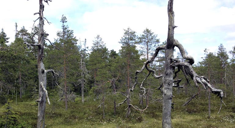 Djupdalshöjden.