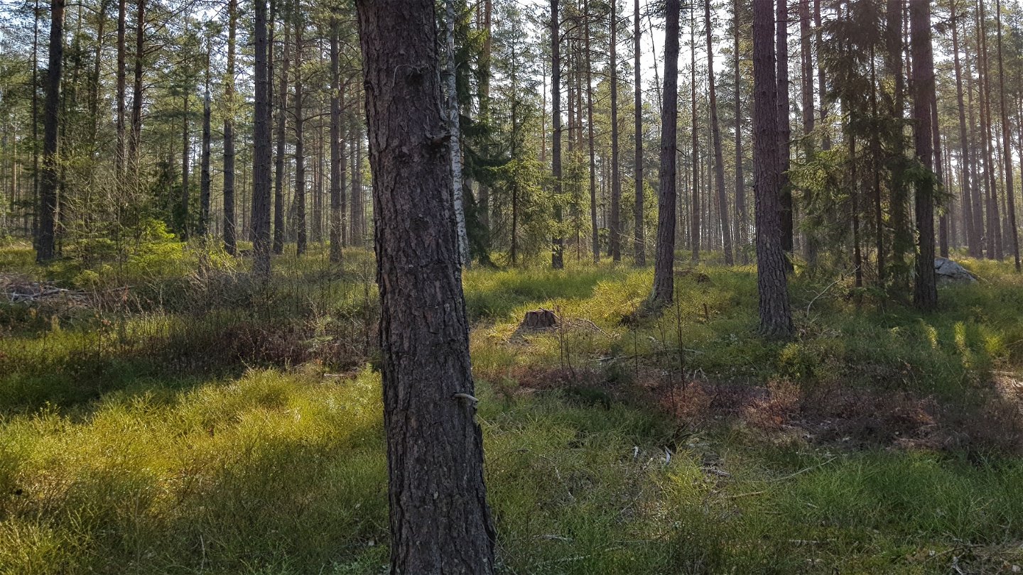 Tallskog vid Kottlasjön. Foto Lidingö stad