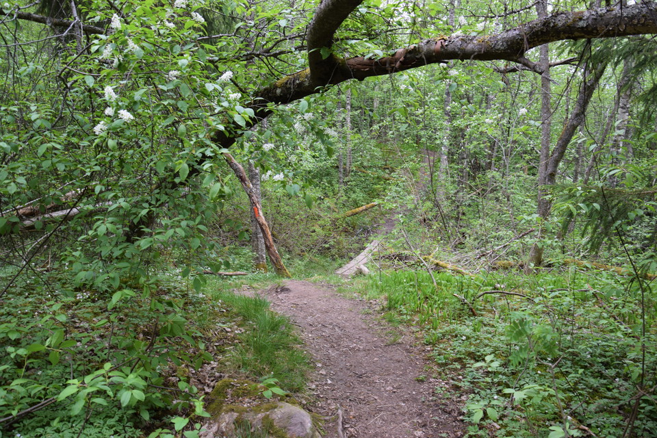 Leden ner mot dalen. Foto Bosse Bifrost