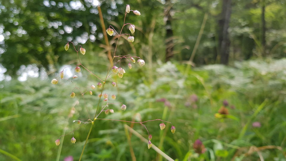 Darrgräs. Foto Lidingö stad