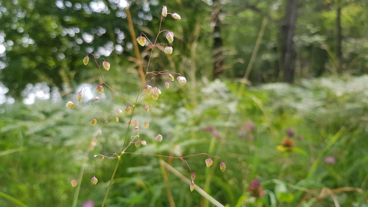 Darrgräs. Foto Lidingö stad