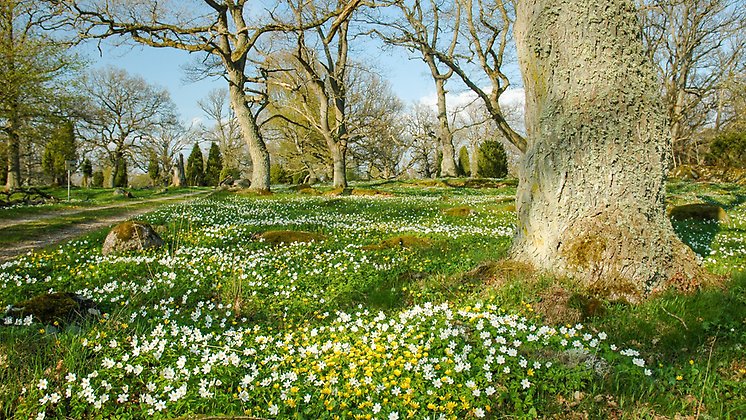 Vambåsa hagmarker. Ekhage med vårblommor. Foto Robert Ekholm/Länsstyrelsen.