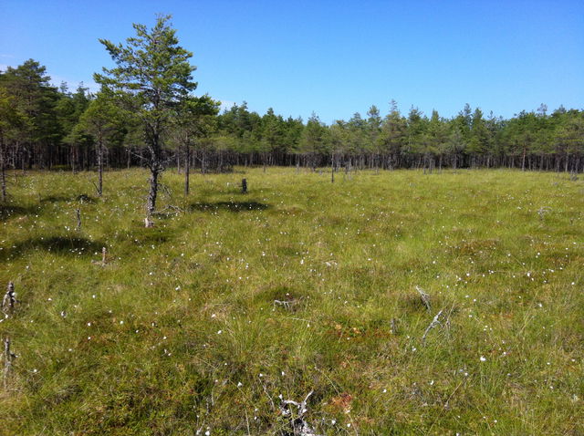 Vålberga mosse naturreservat