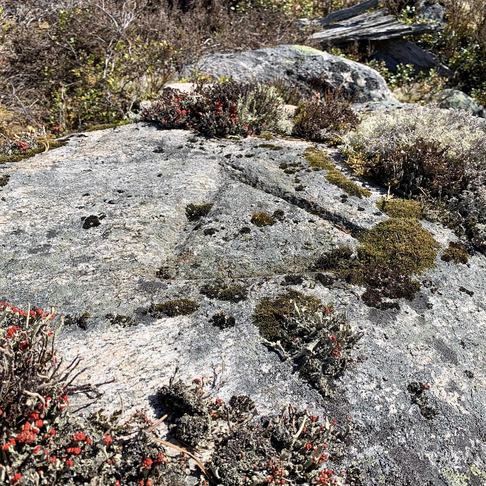 Triangelpunkten på Silotjärnsberget.