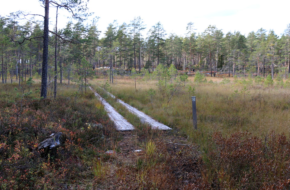 Tvådelad spång över myrmark.