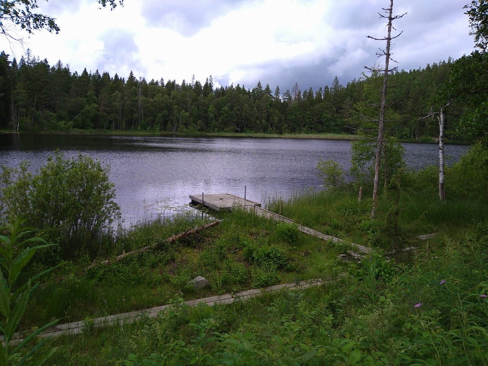 Brygga i Sjö med granskog runt