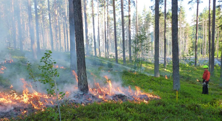 Naturvårdsbränning i Krången.