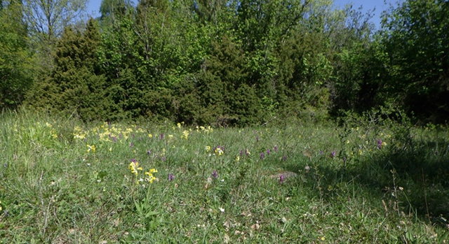Hönstorps hässle, Naturreservat