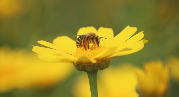 bi på gul blomma