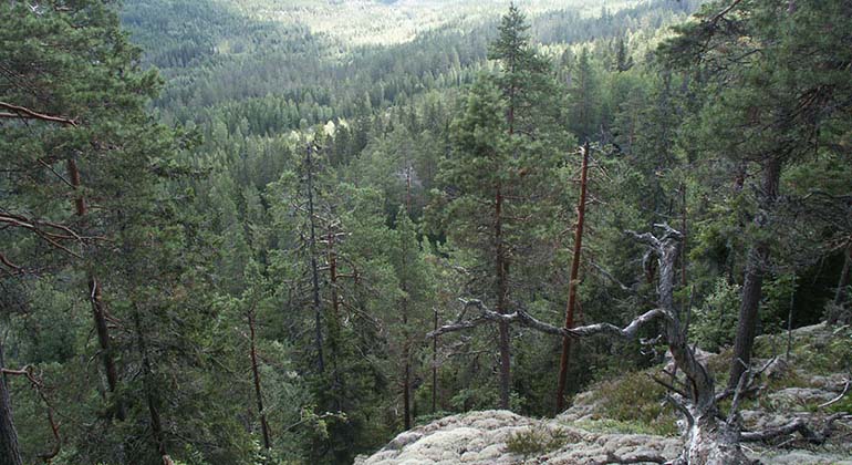 Digerberget, utsikt från toppen.
