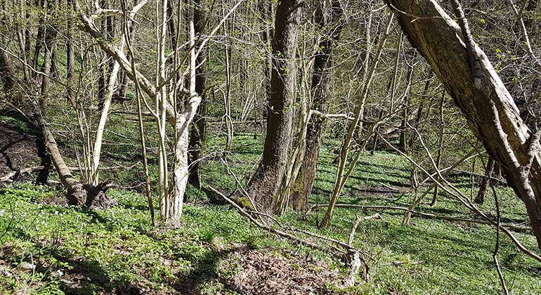 Bild från reservatet med sumpskog