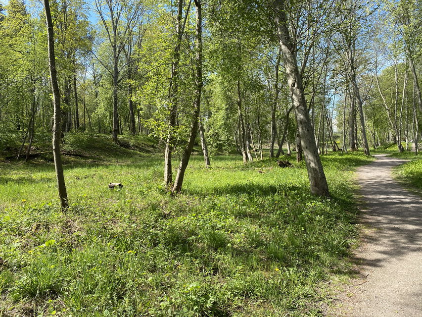 En grusad gångväg går genom lummig parkmiljö.