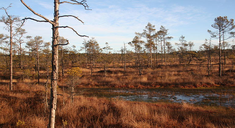 Höljor och småtallar på Kackerudsmossen. Foto Lars Furuholm. 