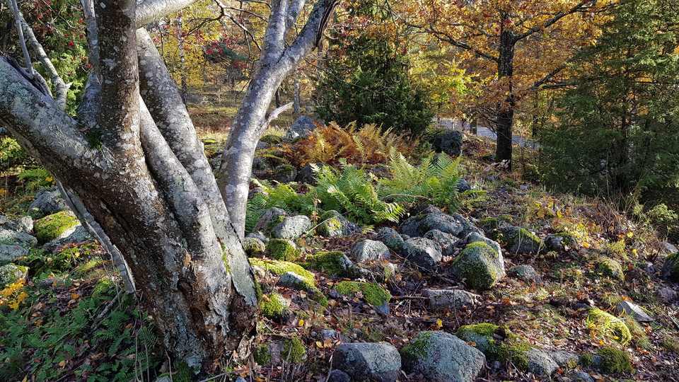Sticklinge gravfält. Foto Lidingö stad