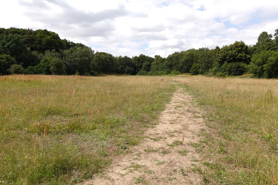 sandig, torr ängsmark omgiven av skog