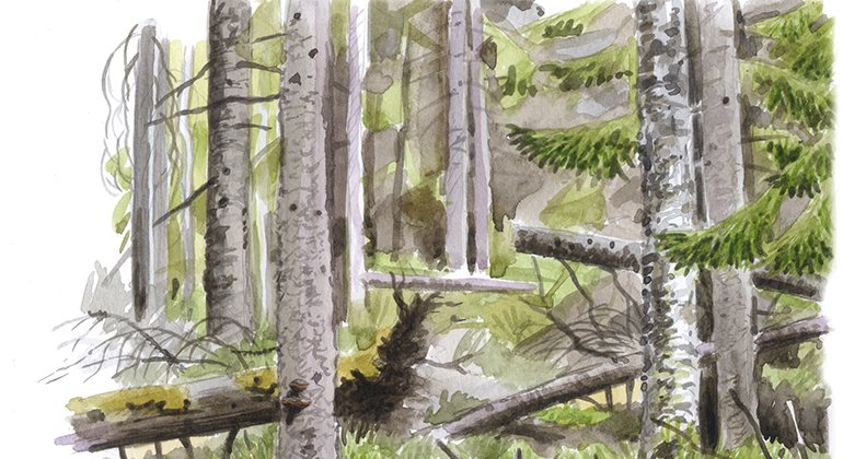 Gammelskogen är viktig för många arter. Illustration: Jonas Lundin