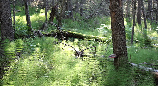 Hällträskskogen
