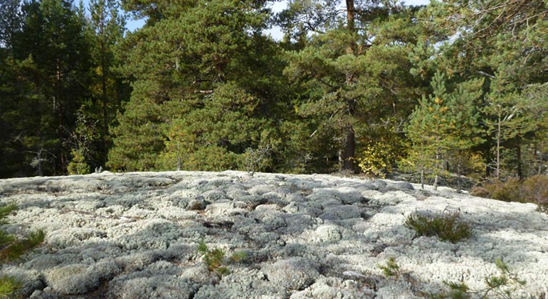 Hällmark, Utnäset.