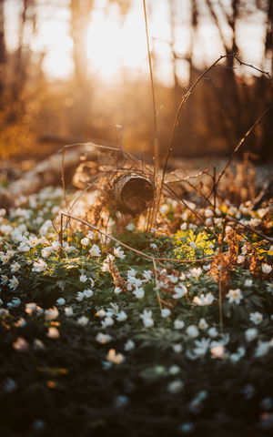 Ledentré Kalmarsundsleden KS1 - Nävra/Haraldsmåla