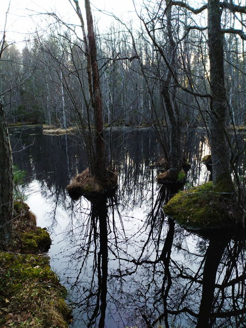 Alkärret vid Ekeby skans