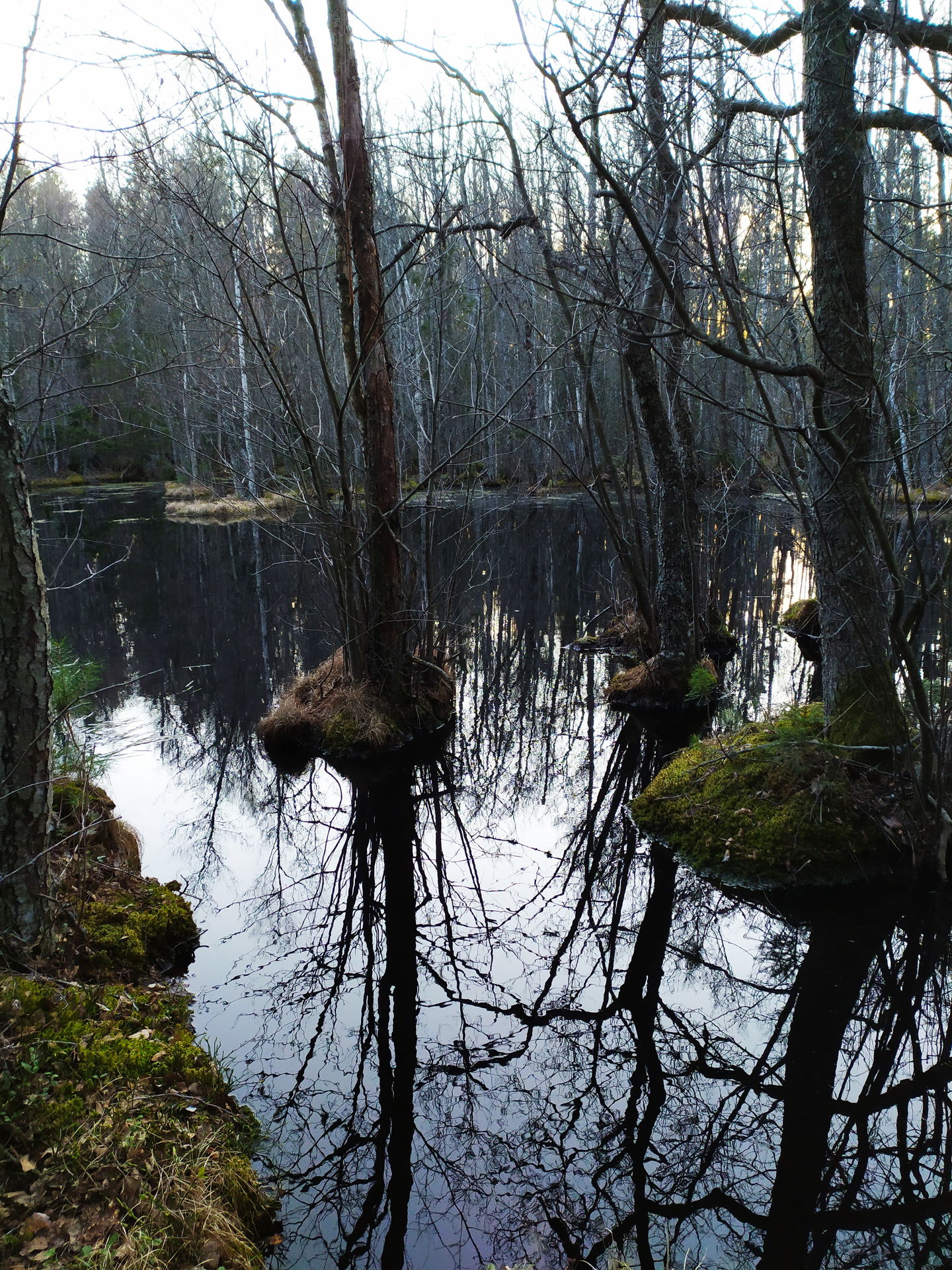 Alkärret vid Ekeby skans