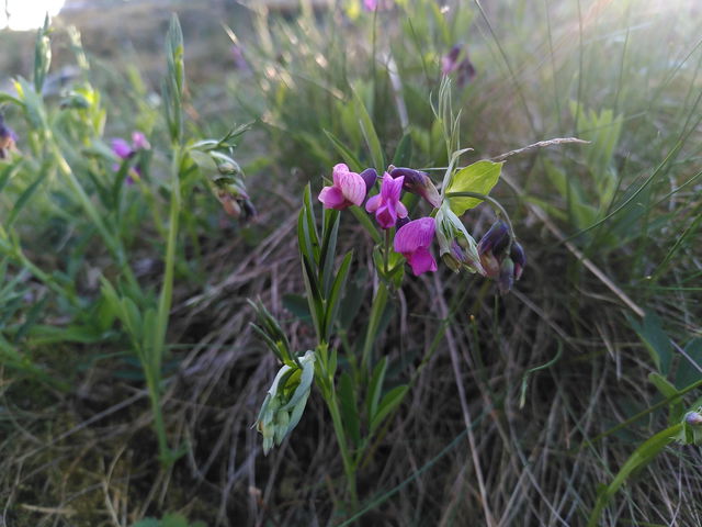 Naturreservat Sjösakärren