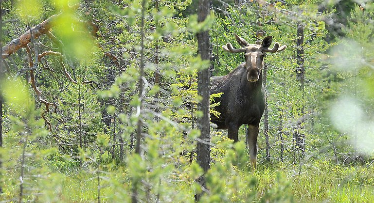 Älg i tallskog.