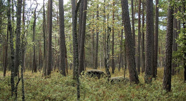 Knattorpsmossen, Naturreservat